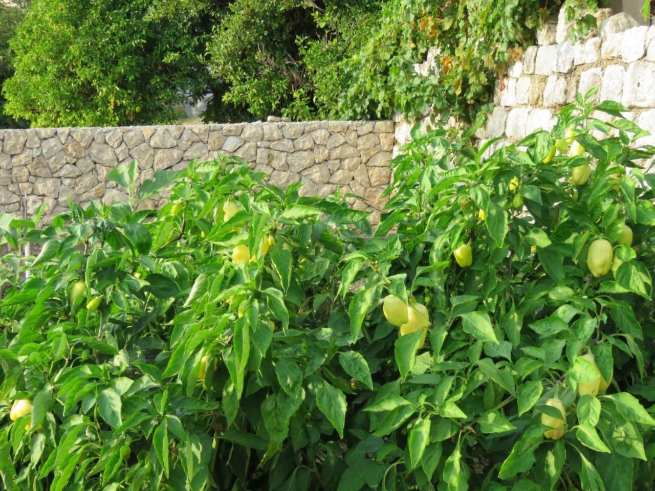 סלאנו Vila Mozara מראה חיצוני תמונה